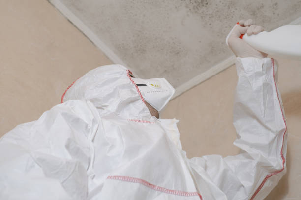 Mold Removal Process in Grissom Af, IN